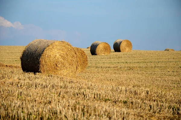 Ein Feld Mit Strohballen — Stockfoto