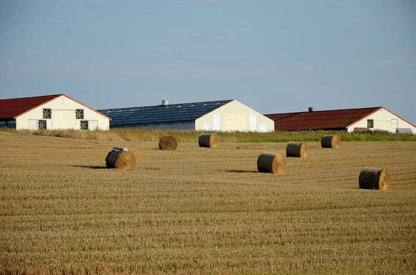 Ein Feld Mit Strohballen — Stockfoto