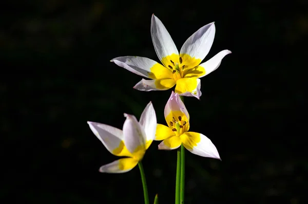 Bunga Kuning Ungu Pada Latar Belakang Gelap — Stok Foto