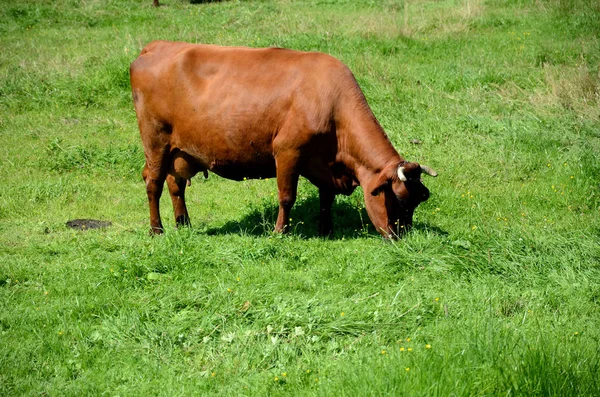 Cows Pasture Meadow — Stock Photo, Image