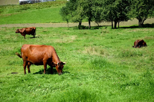 Vacas Pastos Prado —  Fotos de Stock