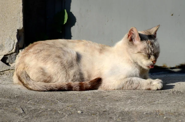 Chat Sans Abri Vivant Dans Ville — Photo