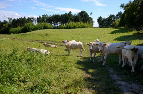 Коровы Пастбище Луг — стоковое фото