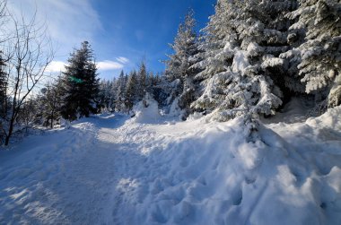 Dağlarda kış ormanı