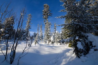 Dağlarda kış ormanı