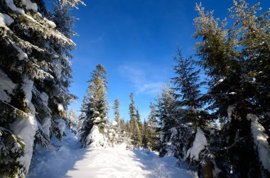 Dağlarda kış ormanı