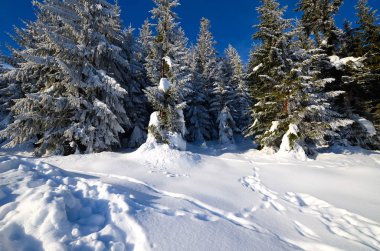 Dağlarda kış ormanı