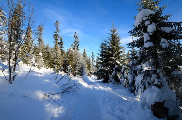 山の冬の森 ストック写真