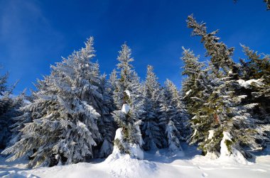 Dağlarda kış ormanı