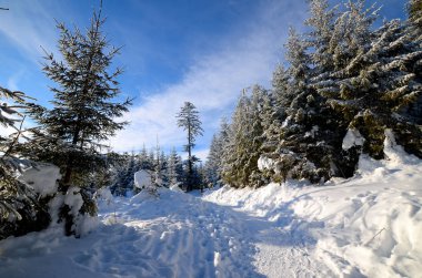 Dağlarda kış ormanı