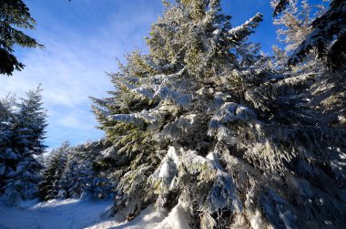 Dağlarda kış ormanı