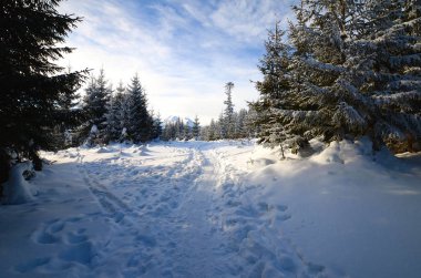 Dağlarda kış ormanı