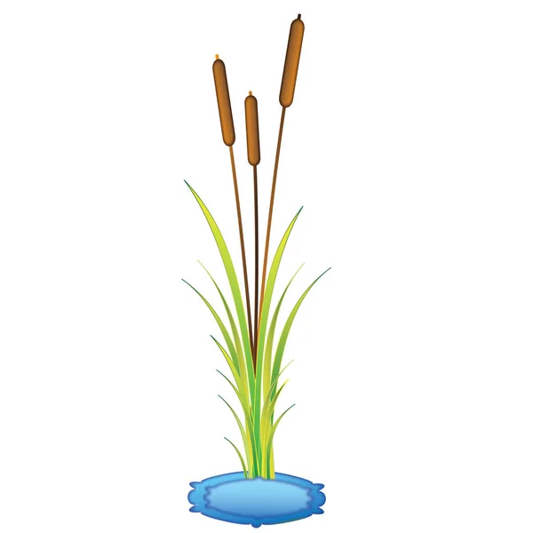 葦が生い茂る草 — ストックベクタ
