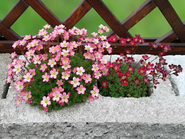 Arka plan ile saxifrage.