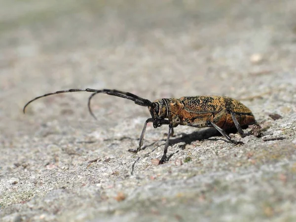 Coléoptère Brun Unique Sur Sentier Forestier — Photo