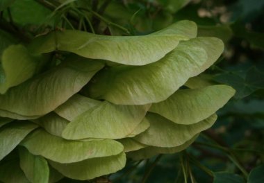 Akçaağaç tohumu ve çiçek makrosu (Acer platanoides)