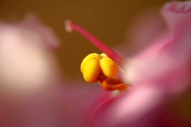 Çiçek menekşesini kapat, makro.
