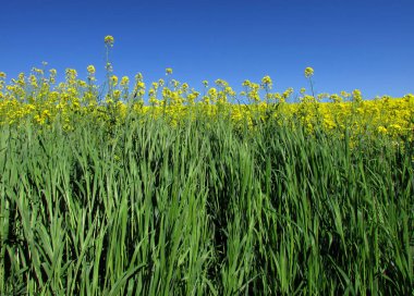 Otlu tarla ve kanola.