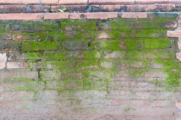 Ancient old red brick wall fragment with plant background — Stock Photo, Image