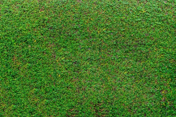 Folhas verdes parede fundo, planta na parede — Fotografia de Stock