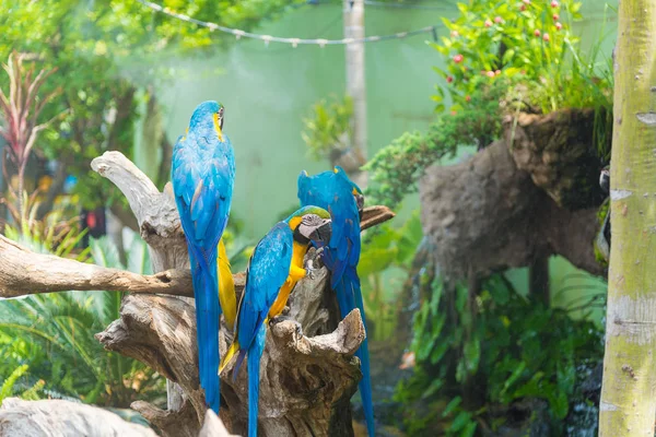 Blue and yellow Macaw bird clings to a tree branch,