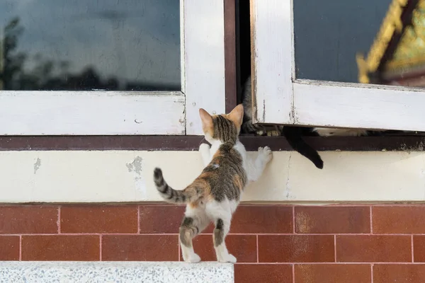 Gray and white kitten climbing on the  white window — Stock Photo, Image