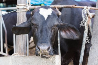 bir çiftlikte inekler, bir grupta yemek süt inekleri.