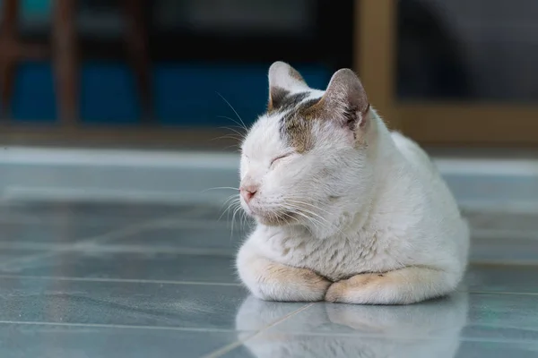 Lazy white cat rest on the floor. — Stock Photo, Image