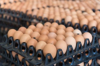 Yumurta tavuk çiftliği Satılık korunmuş paket.