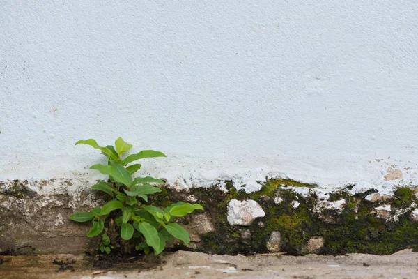 Pequeña planta germinó crecido de la pared de hormigón agrietado b — Foto de Stock