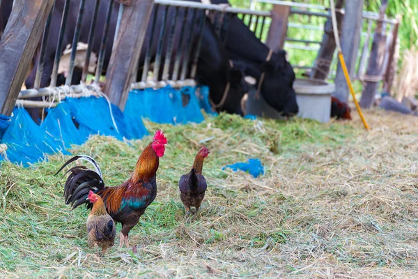 Rooster and chickens grazing on the grass.