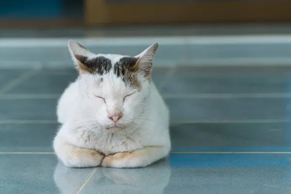 Lazy white cat rest on the floor. — Stock Photo, Image
