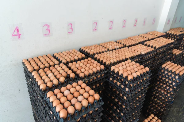 Αυγά από κοτόπουλο αγρόκτημα στο πακέτο που διατηρούνται για πώληση. — Φωτογραφία Αρχείου