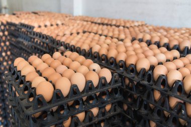 Yumurta tavuk çiftliği Satılık korunmuş paket.