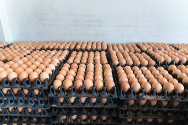 Yumurta tavuk çiftliği Satılık korunmuş paket.