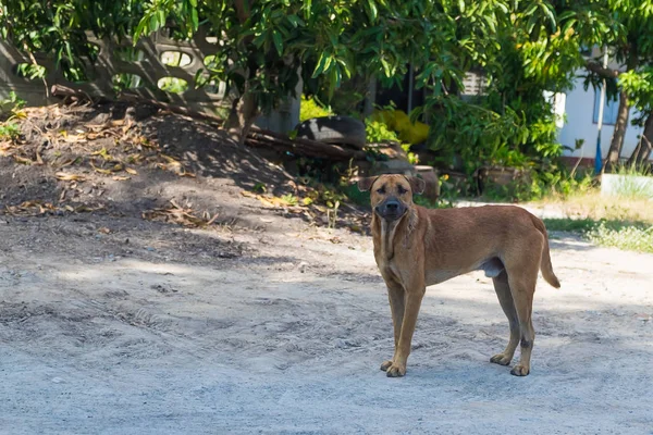 Sorriso hmeless cão vadio na rua deitado fora em agradável ensolarado d — Fotografia de Stock