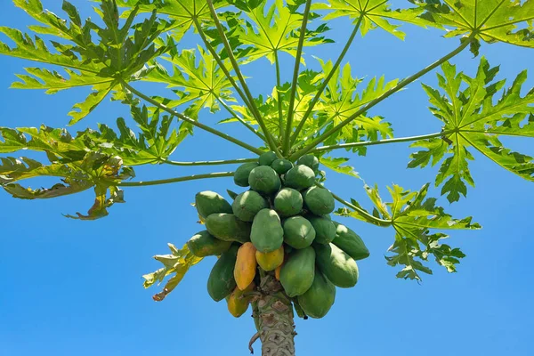 Papaya gyümölcs a kék ég háttér csomó fa. — Stock Fotó