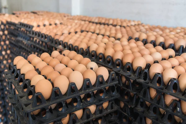 Yumurta tavuk çiftliği Satılık korunmuş paket.