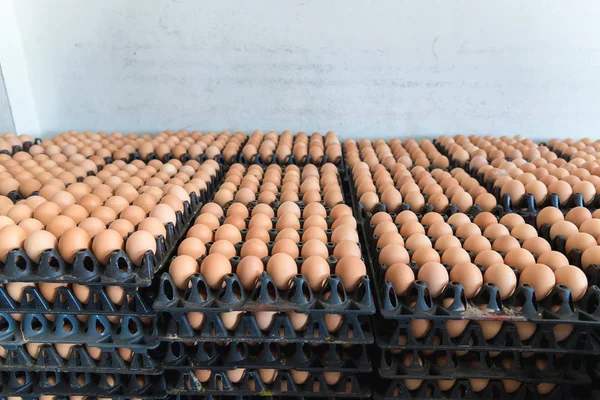 Yumurta tavuk çiftliği Satılık korunmuş paket.