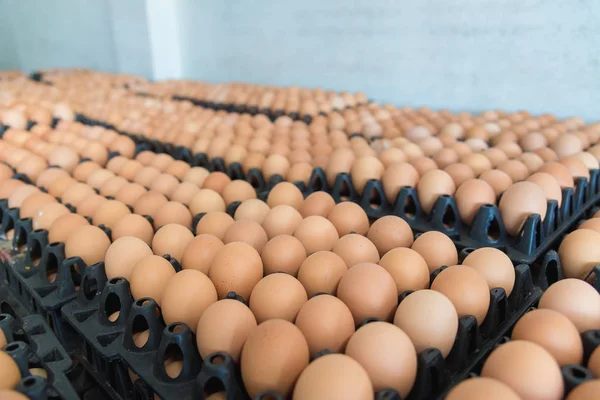 Yumurta tavuk çiftliği Satılık korunmuş paket.