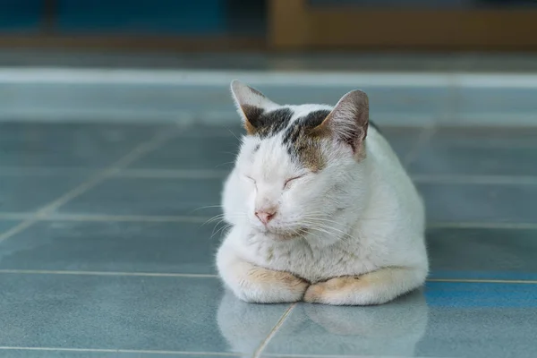 Lazy white cat rest on the floor. — Stock Photo, Image