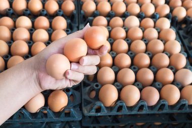 Yumurta tavuk çiftliğinde yumurta paket sürü üzerinden tutan el