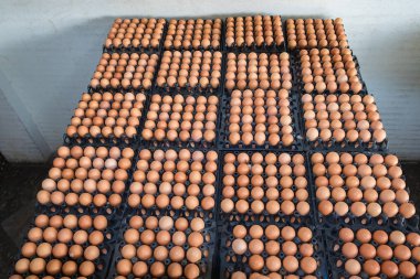 Yumurta tavuk çiftliği Satılık korunmuş paket.