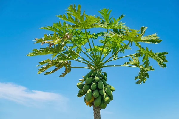 Papaya tree with bunch of fruits on blue sky background. — Stock Photo, Image