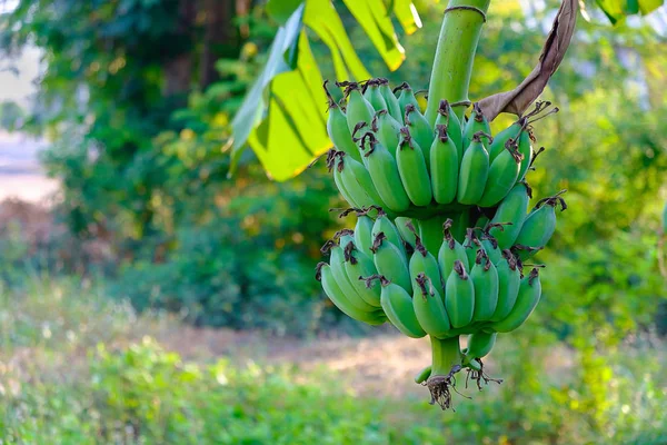 Albero di banane con un mazzo che cresce. banana acerba . — Foto Stock