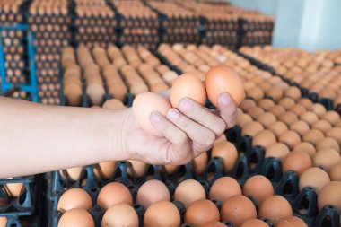 Yumurta tavuk çiftliğinde yumurta paket sürü üzerinden tutan el