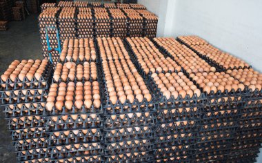 Yumurta tavuk çiftliği Satılık korunmuş paket.