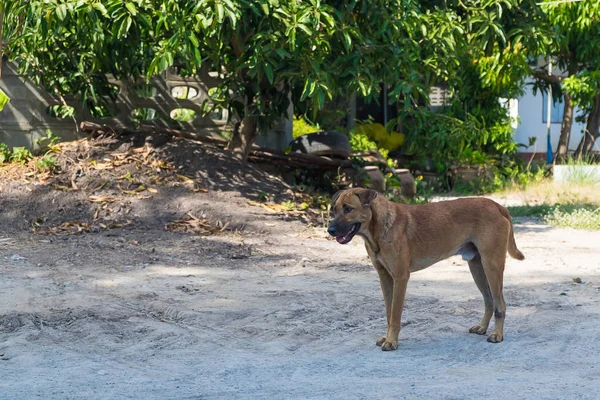 Perro callejero sin hogar en la calle tendido fuera en buen día soleado —  Fotos de Stock