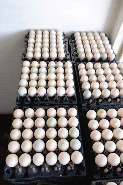 Ördek çiftliği Satılık korunmuş paket içinde yumurta.