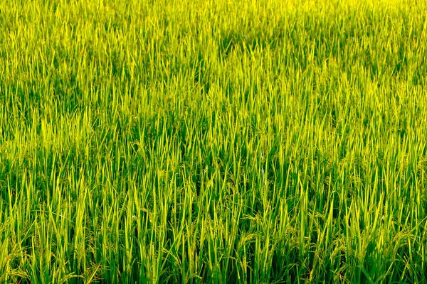 Campo de arroz verde al atardecer sol, fondo y puesta de sol . —  Fotos de Stock